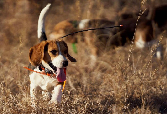 hunting dog 