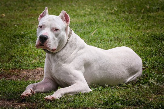 dogo argentino